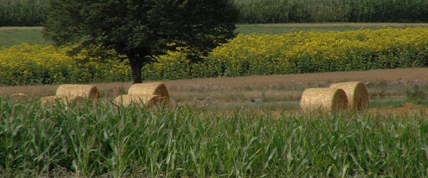 Strohballen auf abgeerntetem Feld (Quelle: RIK)