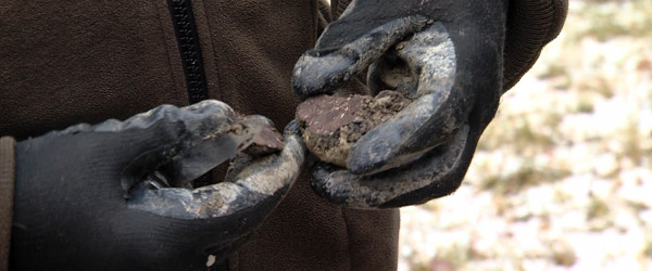 Anhand der Maserung erkennt man einen guten Perigord-Tr&uuml;ffel (Quelle: RIK)