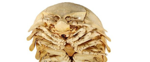 Riesenassel Bathynomus tuebingoborikensis (Quelle: Julie Klaess)